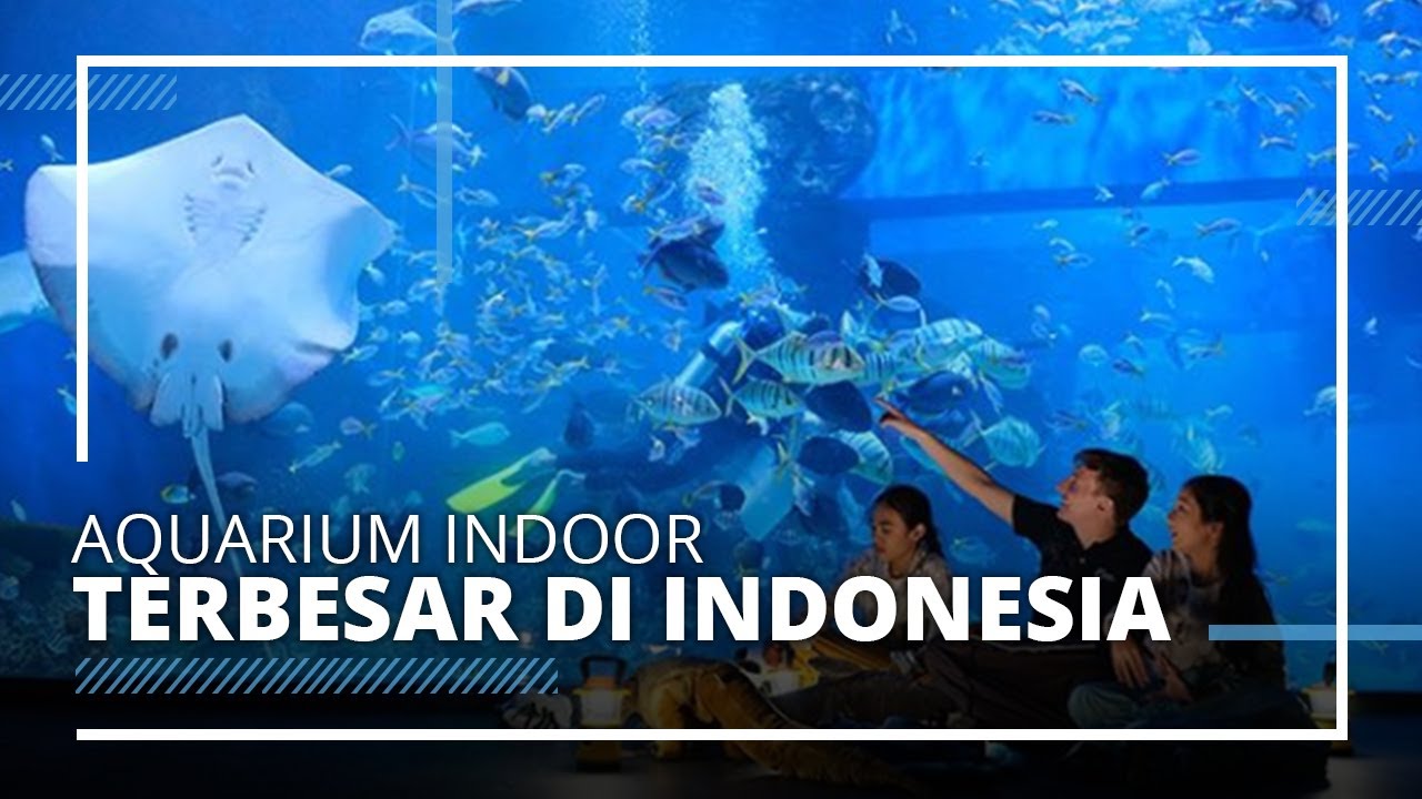 Jakarta Aquarium Neo Soho Jadi Aquarium Terbesar di Indonesia, Berikut