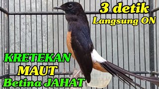 Download lagu Murai Betina gacor KRETEKAN MAUT 3 Detik Jamin Langsung ON mp3 Download lagu Murai Betina gacor KRETEKAN MAUT 3 Detik Jamin Langsung ON mp3