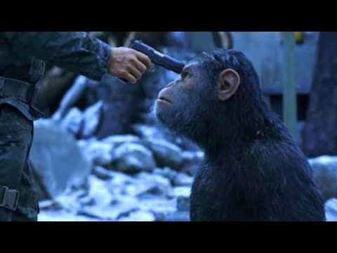 チンパンジーの仲間もお互いを信頼し合う