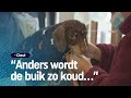 Dit is de eerste teckelwinkel van Nederland! | RTV Oost