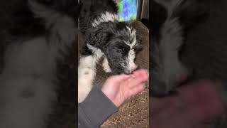 Bordoodle Puppies Videos