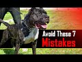 Avoid These 7 Mistakes With Your Presa Canario