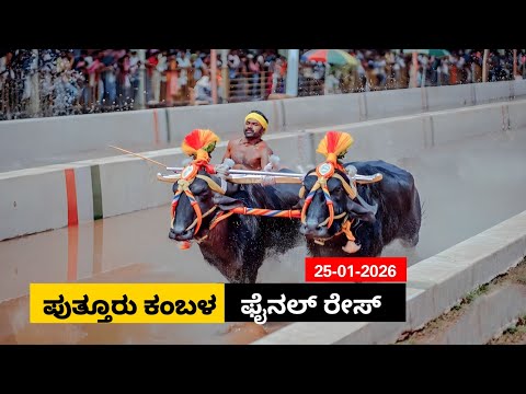 Puttur Kambala Final race 2026 | ಪುತ್ತೂರು ಕಂಬಳ  ಫೈನಲ್ ರೇಸ್