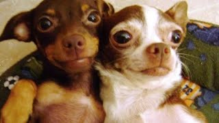 Download lagu Joko Kendil Drama Performance_Group 3 mp3