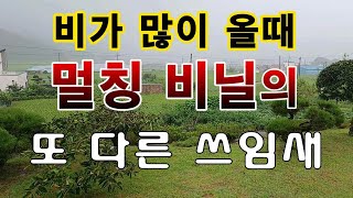[텃밭농부. 1,210]  비가 많이 올 때 멀칭비닐의 또 다른 쓰임새 #멀칭비닐