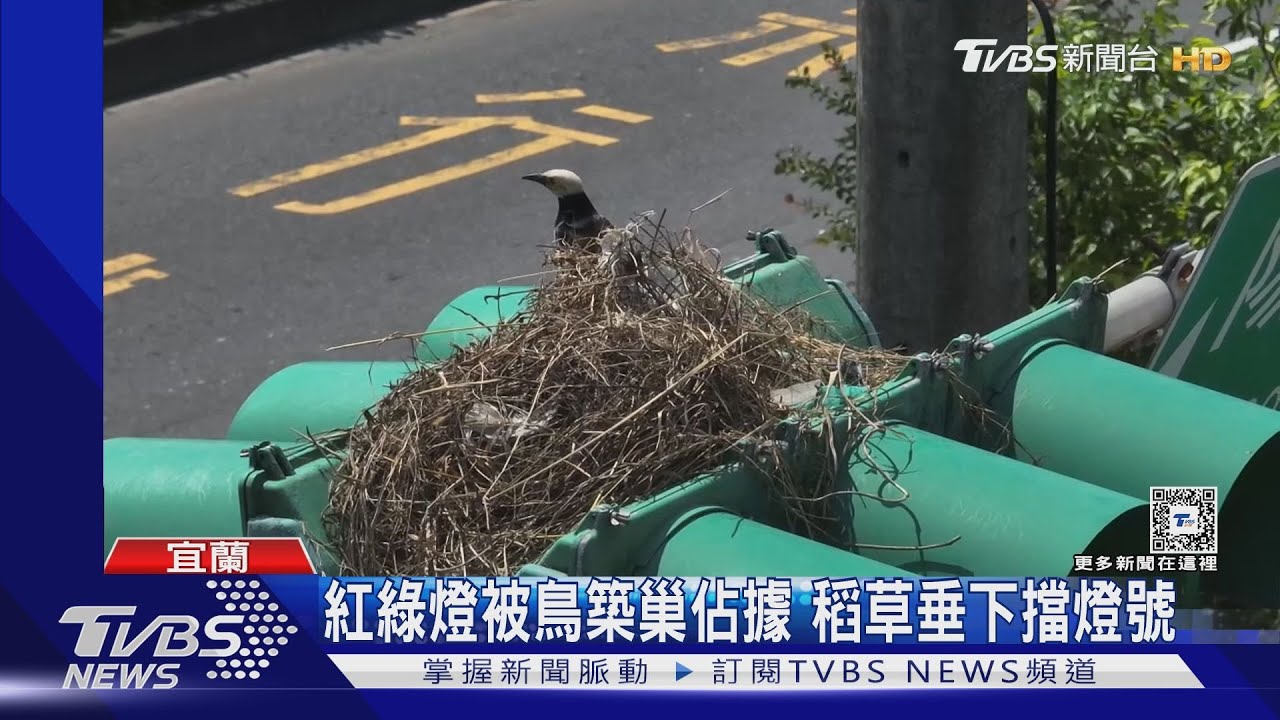 紅綠燈被鳥築巢佔據 稻草垂下擋燈號