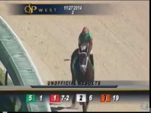 Purely Boy wins his 4th race in row for Seminole Racing on Thanksgiving Day 2014