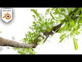 Houdini Like Plant Growth In Blender Tutorial Geo Nodes