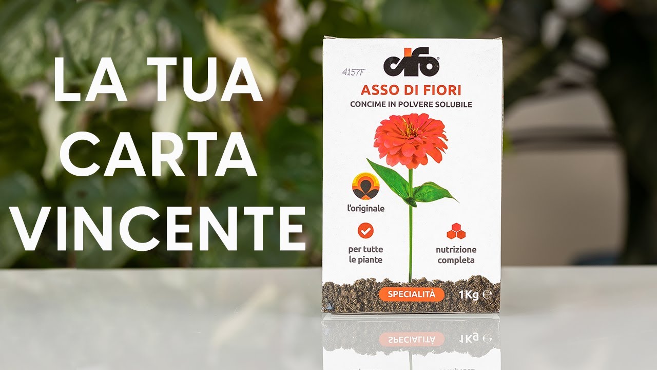 Asso di fiori Cifo: il tuo concime vincente per tutte le piante!