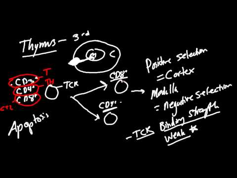 T Cell Development Made Simple!