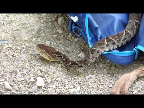 Bothrops asper Video 01 (Fer-de-lance or Common lancehead - Barba amarilla)