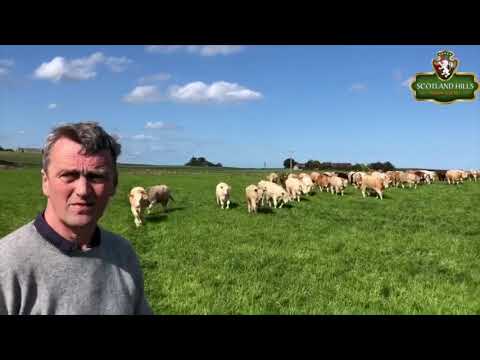 Scotland Hills Theken TV