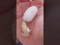The process of hatching a silkworm from a cocoon. 4K