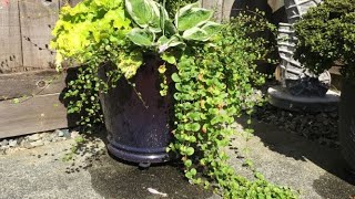 Propagation of Creeping Jenny By Layering - July 25