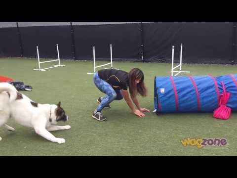 Happy Akita Meets Agility Tunnel