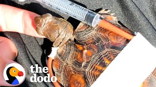 Woman Tapes Little Turtle’s Broken Shell Back Together | The Dodo by The Dodo