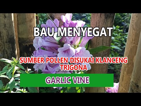 , title : 'Garlic Vine, Bau Menyegat Bawang Putih Sumber Pollen, Disukai Klanceng Trigona'