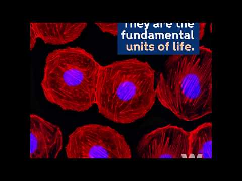 Sanger Institute - Human Cell Atlas funding from Wellcome