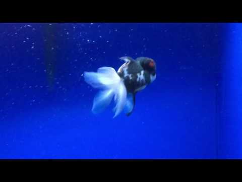 Rare Tri-Color Panda Oranda Live Fancy Goldfish Size 5'' 00160 For Sale