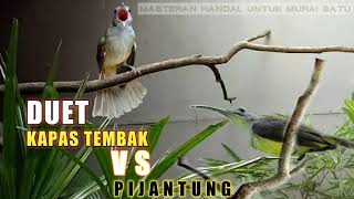 Download lagu KAPAS TEMBAK VS PIJANTUNG Cocok buat masteran mura... mp3