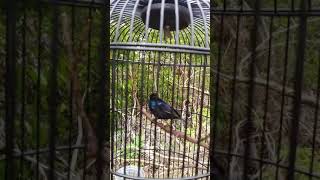 Download lagu Kolibri Black sunbird papua gacor full tembakan... mp3