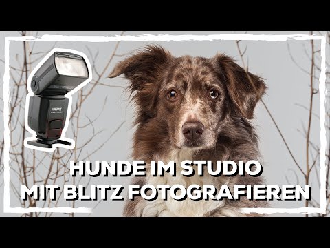 Hunde Fotografie im Heimstudio - Hundeportrait im Wohnzimmer mit Blitz