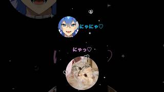 【猫とVtuber】オフな日常（大狼けぃ個人勢Vtuber）家に天使が居る生活 #マンチカンロングヘアーロングレッグ #ねこ #大狼けぃ #男性vtuber #猫 #お出迎え #ネコ #子猫