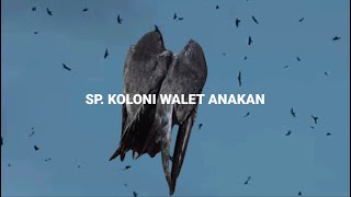 Download lagu Suara Panggil 'Koloni Walet Anakan' mp3