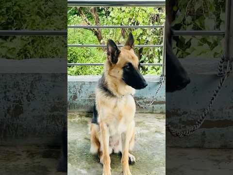 Vafadari ki mishal#germanshepherd #dogs #petlover #shortvideo #shorts #viralshorts #viralvideo