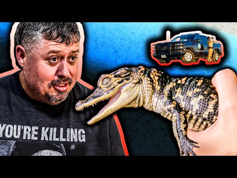 Our roommate the alligator.