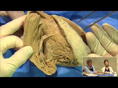 2  APHRS 2016 Anatomy Session 02 2 161014