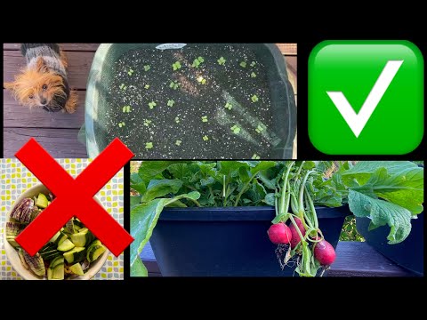 , title : 'How to Grow Carrots Radishes Beets Turnips ROOT Crops Right & Make Free Soil in Container Gardening'