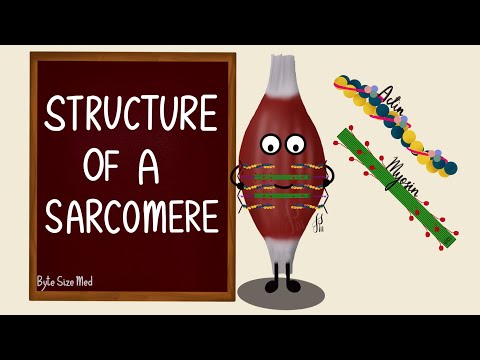 Structure of a Sarcomere | Actin and Myosin | Myology | Nerve Muscle Physiology
