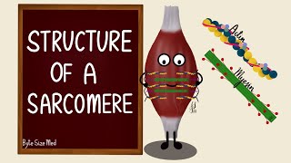Structure of a Sarcomere | Actin and Myosin | Myology | Nerve Muscle Physiology