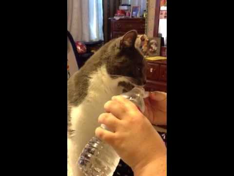 Cat drinking from water bottle.