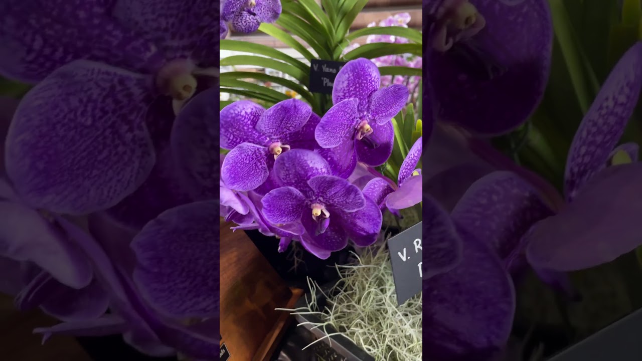 Stunning huge purple Vanda orchid 🤩🤩🤩