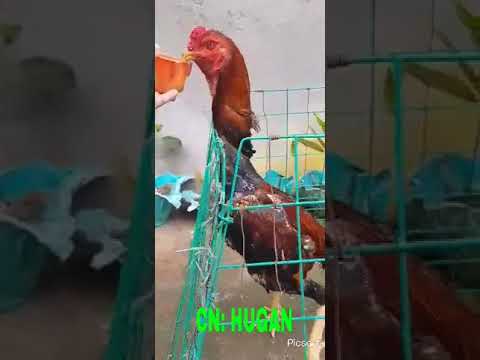 ORIENTAL FOWL (DUMPO X GOHAN #SHAMO#GOHAN#DUMPO#sindangan