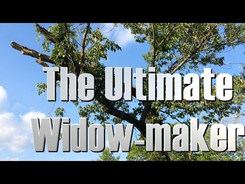 Dangerous tree cutting.  The ultimate WIDOW-maker. FarmCraft101