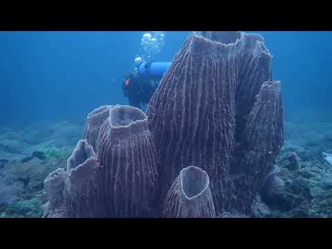 Giant Under The Sea [BARREL SPONGE]