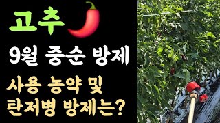 고추???? 9월 중순 방제???? 탄저병 막으려면?