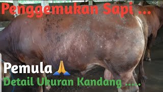 Download lagu Peternak Penggemukan Sapi Pemula Detail Ukuran Kandang || Semoga Sapi Bagus🙏 mp3