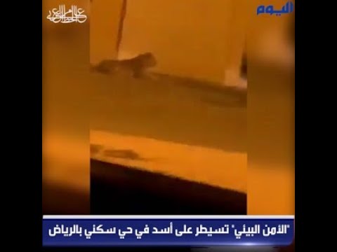 "الأمن البيئي" تسيطر على أسد في حي سكني بالرياض