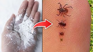 How to Get Rid of Chigger - A Simple Way to Get Rid of Chigger Bites