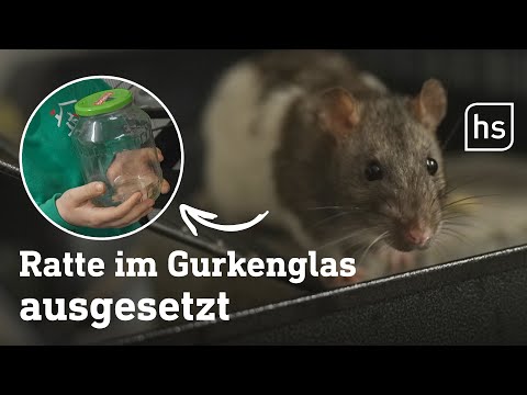 Tierquälerei in Gießen: Ratte im Einmachglas gefunden | hessenschau