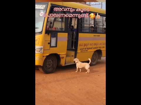 എനിക്കും സ്കൂളിൽ വരണം 😥😥 #straydog #petcenter #streetdog #petshub #pets #petcareprovider