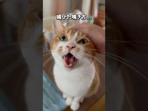 弱い猫、どうしよう?