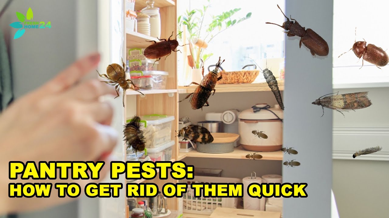 Extra Tips For Pests