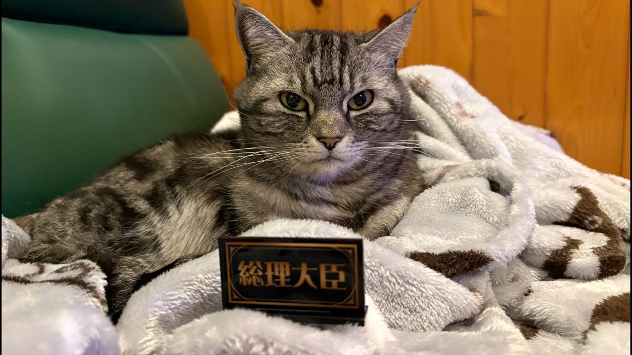 猫好きによる猫好きのための5周年記念ライブ配信
