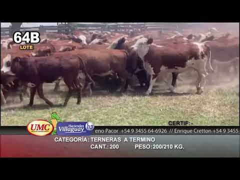 Lote 200 Terneras en Gral. San Martín, Chaco