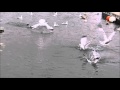 Ring Billed Gulls Plunge Diving In Barrie Ontario